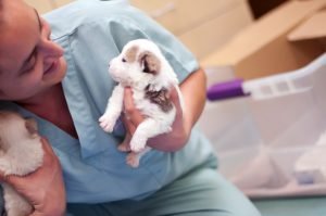 Veterinary Technician with Puppies