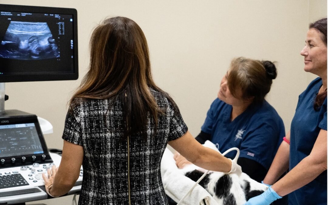 pet receiving an ultrasound