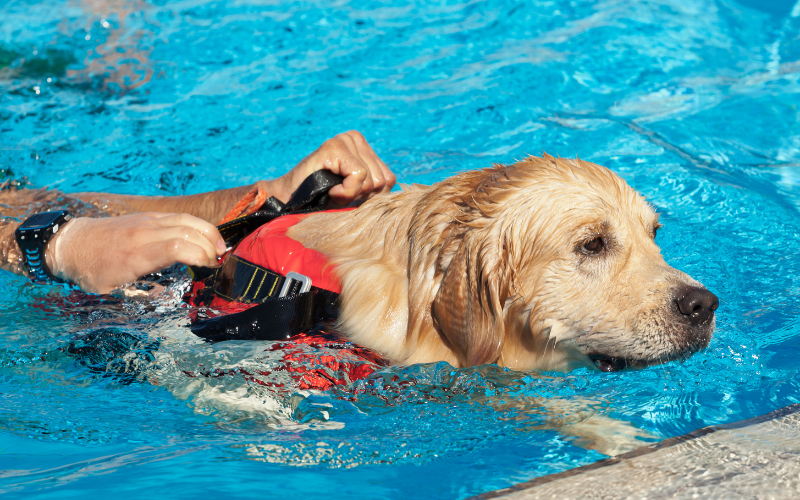 dog swimming in a pool with life vest on