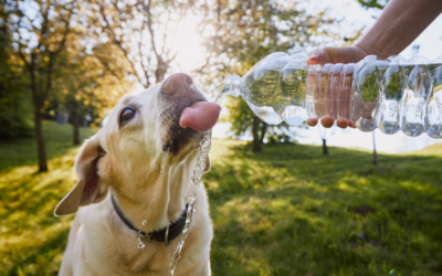 Dog Days of Summer: Keeping Pets Cool During Hot Weather