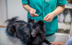 black dog at veterinarian