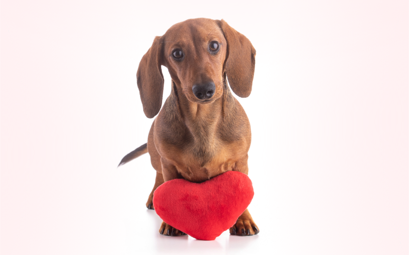 February is Heart Month – Time to Learn About Heart Disease in Pets